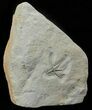 Exceptional Jurassic Brittle Star (Palaeocoma) - Lyme Regis #62699-1